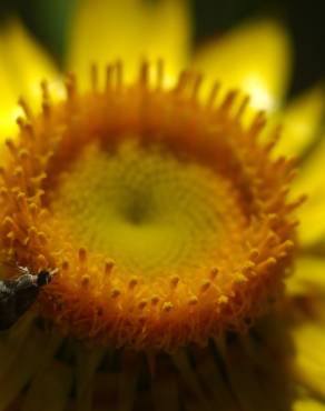 Fotografia 8 da espécie Xerochrysum bracteatum no Jardim Botânico UTAD