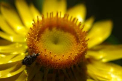 Fotografia da espécie Xerochrysum bracteatum