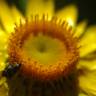 Fotografia 8 da espécie Xerochrysum bracteatum do Jardim Botânico UTAD