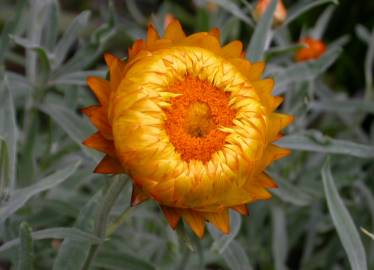 Fotografia da espécie Xerochrysum bracteatum
