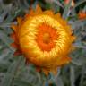 Fotografia 9 da espécie Xerochrysum bracteatum do Jardim Botânico UTAD
