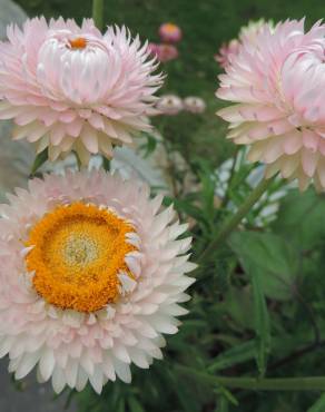 Fotografia 10 da espécie Xerochrysum bracteatum no Jardim Botânico UTAD