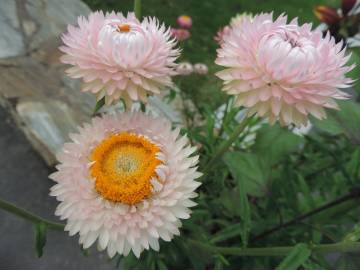 Fotografia da espécie Xerochrysum bracteatum