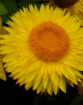 Fotografia 11 da espécie Xerochrysum bracteatum no Jardim Botânico UTAD