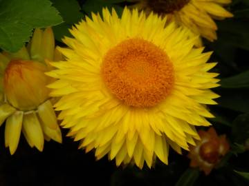 Fotografia da espécie Xerochrysum bracteatum