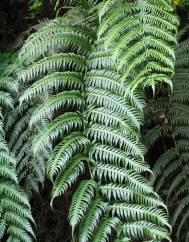 Woodwardia radicans