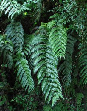 Fotografia 3 da espécie Woodwardia radicans no Jardim Botânico UTAD