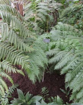 Fotografia 5 da espécie Woodwardia radicans no Jardim Botânico UTAD