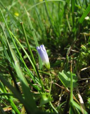 Fotografia 5 da espécie Wahlenbergia hederacea no Jardim Botânico UTAD