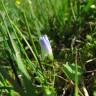 Fotografia 5 da espécie Wahlenbergia hederacea do Jardim Botânico UTAD