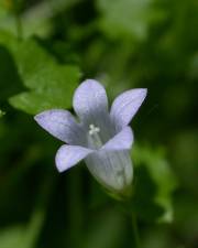 Fotografia da espécie Wahlenbergia hederacea