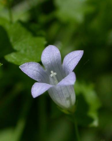 Fotografia de capa Wahlenbergia hederacea - do Jardim Botânico