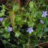 Fotografia 6 da espécie Wahlenbergia hederacea do Jardim Botânico UTAD