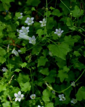 Fotografia 7 da espécie Wahlenbergia hederacea no Jardim Botânico UTAD