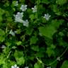 Fotografia 7 da espécie Wahlenbergia hederacea do Jardim Botânico UTAD