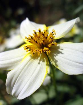 Fotografia 8 da espécie Bidens aurea no Jardim Botânico UTAD