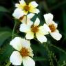 Fotografia 9 da espécie Bidens aurea do Jardim Botânico UTAD