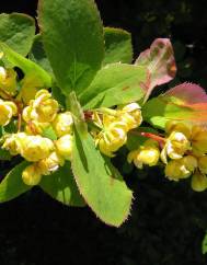 Berberis vulgaris