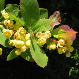 Fotografia da espécie Berberis vulgaris