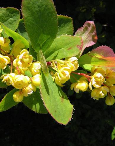 Fotografia de capa Berberis vulgaris - do Jardim Botânico