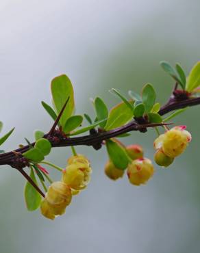 Fotografia 8 da espécie Berberis vulgaris no Jardim Botânico UTAD