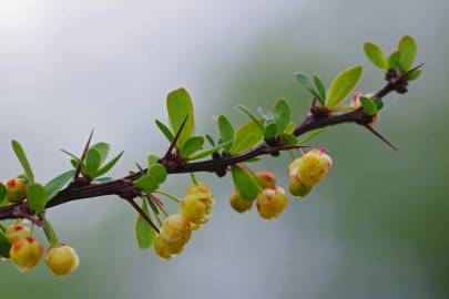 Fotografia da espécie Berberis vulgaris