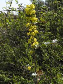 Fotografia da espécie Berberis vulgaris