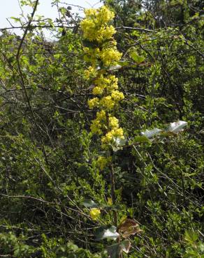Fotografia 10 da espécie Berberis vulgaris no Jardim Botânico UTAD