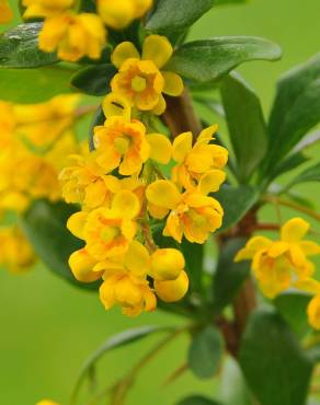 Fotografia 11 da espécie Berberis vulgaris no Jardim Botânico UTAD