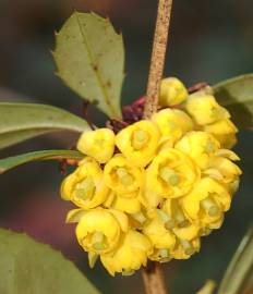 Fotografia da espécie Berberis vulgaris