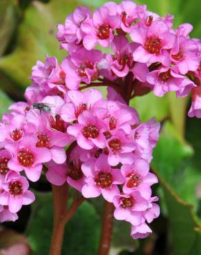 Fotografia 1 da espécie Bergenia cordifolia no Jardim Botânico UTAD