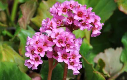 Fotografia da espécie Bergenia cordifolia