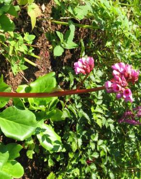 Fotografia 5 da espécie Bergenia cordifolia no Jardim Botânico UTAD