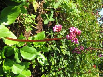 Fotografia da espécie Bergenia cordifolia