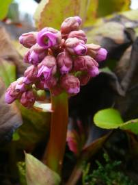 Fotografia da espécie Bergenia cordifolia