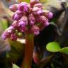 Fotografia 7 da espécie Bergenia cordifolia do Jardim Botânico UTAD