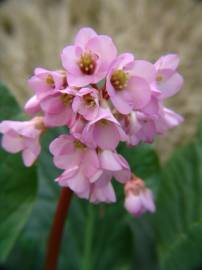 Fotografia da espécie Bergenia cordifolia