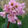 Fotografia 8 da espécie Bergenia cordifolia do Jardim Botânico UTAD