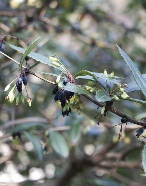 Fotografia 6 da espécie Berberis julianae no Jardim Botânico UTAD