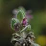 Fotografia 6 da espécie Ballota hirsuta do Jardim Botânico UTAD