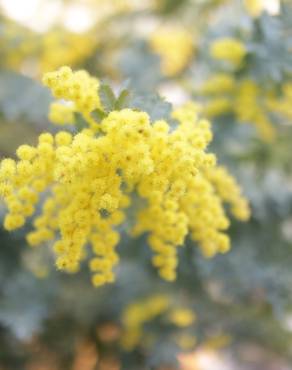 Fotografia 6 da espécie Acacia baileyana no Jardim Botânico UTAD