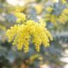 Fotografia 6 da espécie Acacia baileyana do Jardim Botânico UTAD