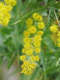 Fotografia da espécie Acacia baileyana