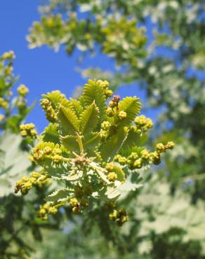 Fotografia 8 da espécie Acacia baileyana no Jardim Botânico UTAD