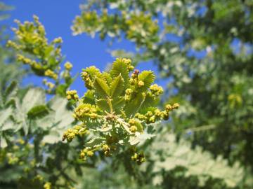 Fotografia da espécie Acacia baileyana