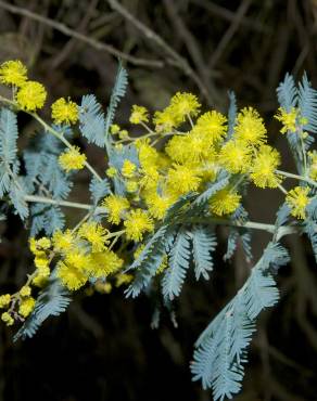 Fotografia 9 da espécie Acacia baileyana no Jardim Botânico UTAD