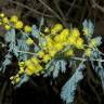 Fotografia 9 da espécie Acacia baileyana do Jardim Botânico UTAD