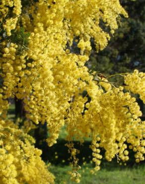 Fotografia 1 da espécie Acacia baileyana no Jardim Botânico UTAD