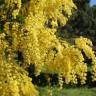 Fotografia 1 da espécie Acacia baileyana do Jardim Botânico UTAD