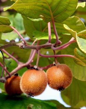 Fotografia 7 da espécie Actinidia deliciosa no Jardim Botânico UTAD